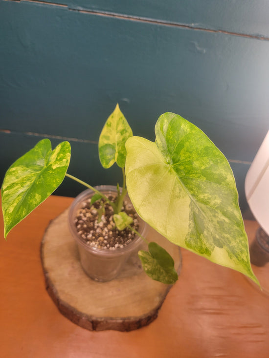 Alocasia Gageana aurea