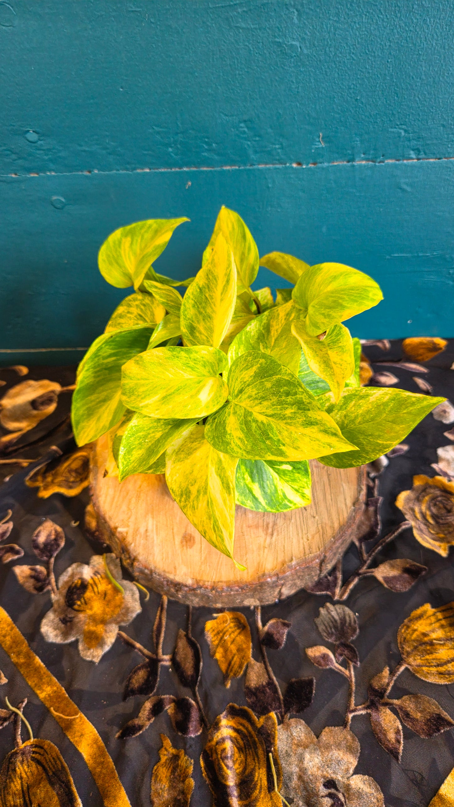 Epipremnum Neon Queen