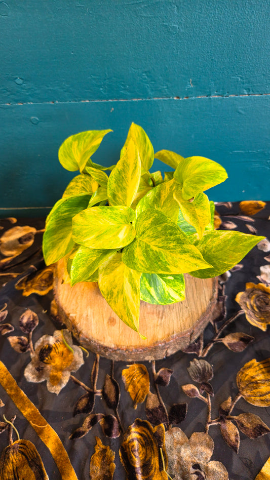 Epipremnum Neon Queen