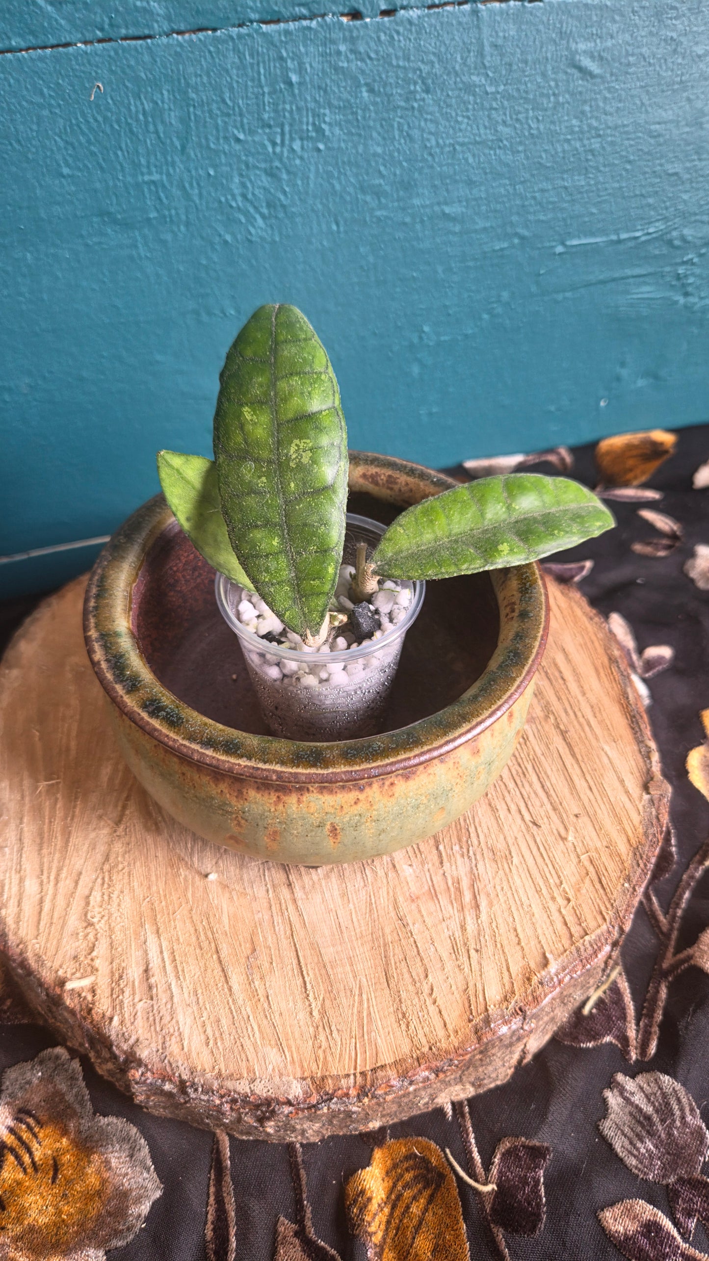 Hoya fillaysonii