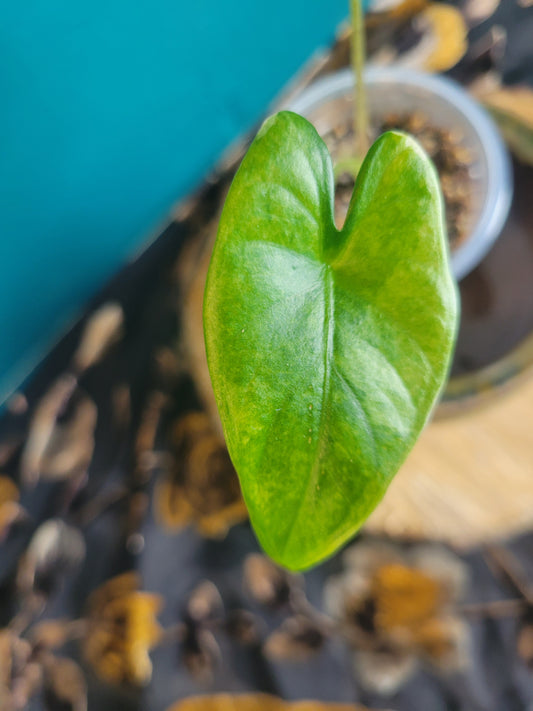 Alocasia Puber Variegata