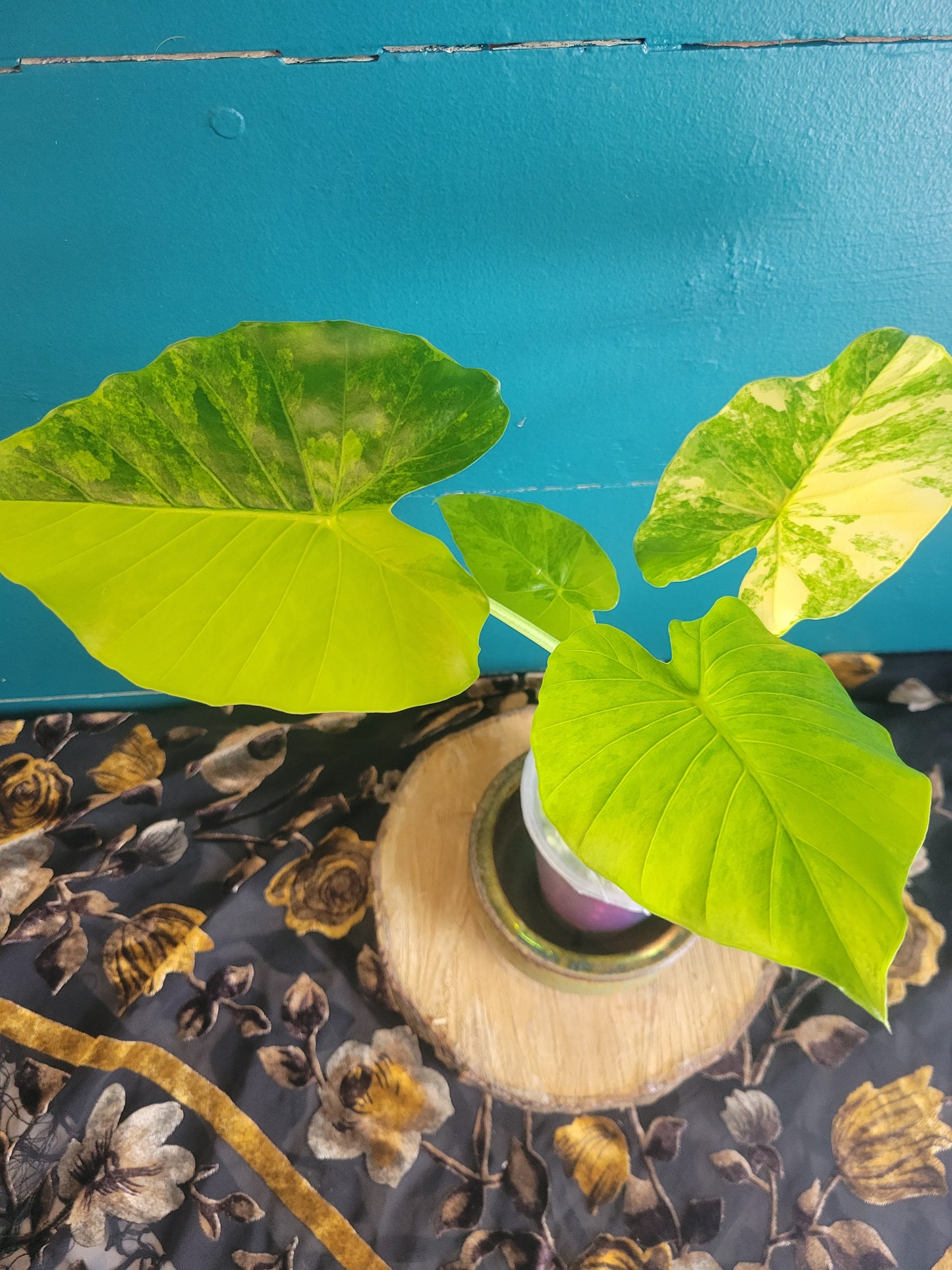 Alocasia Gageana Aurea