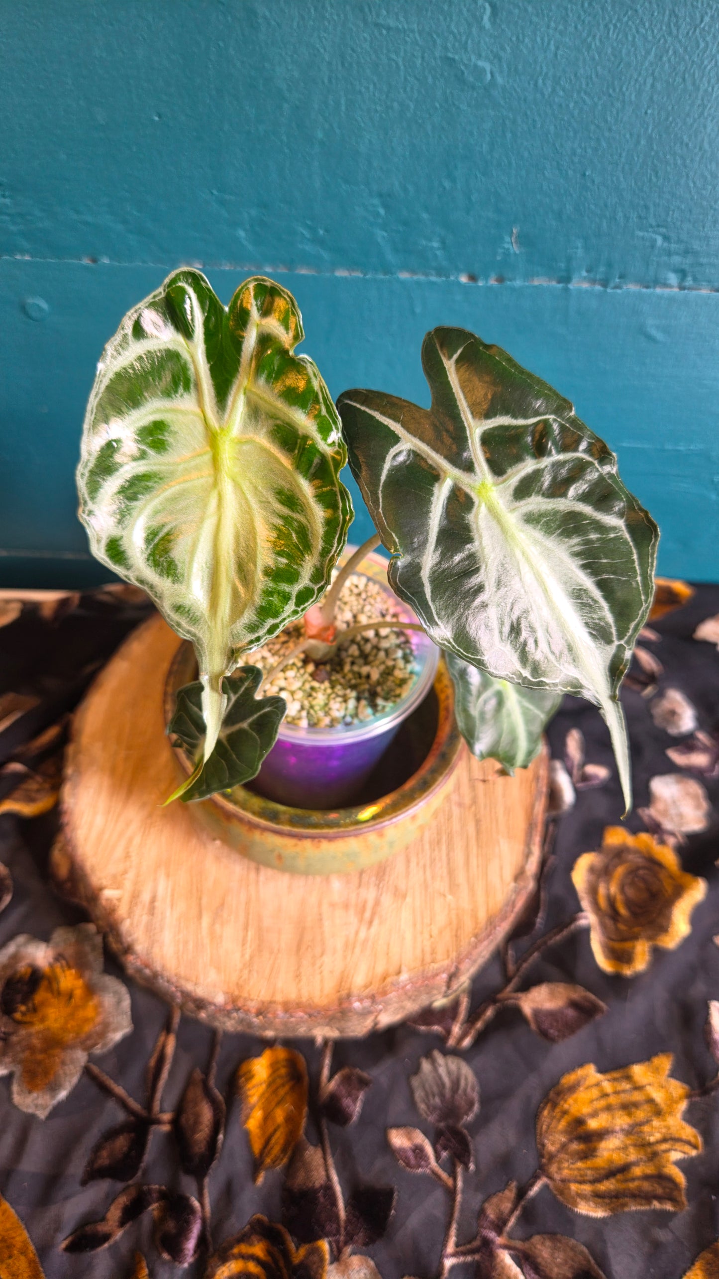 Alocasia venom