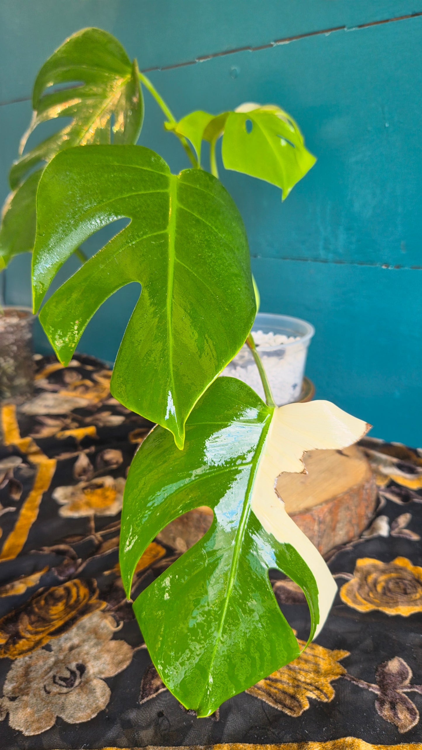 Monstera albo