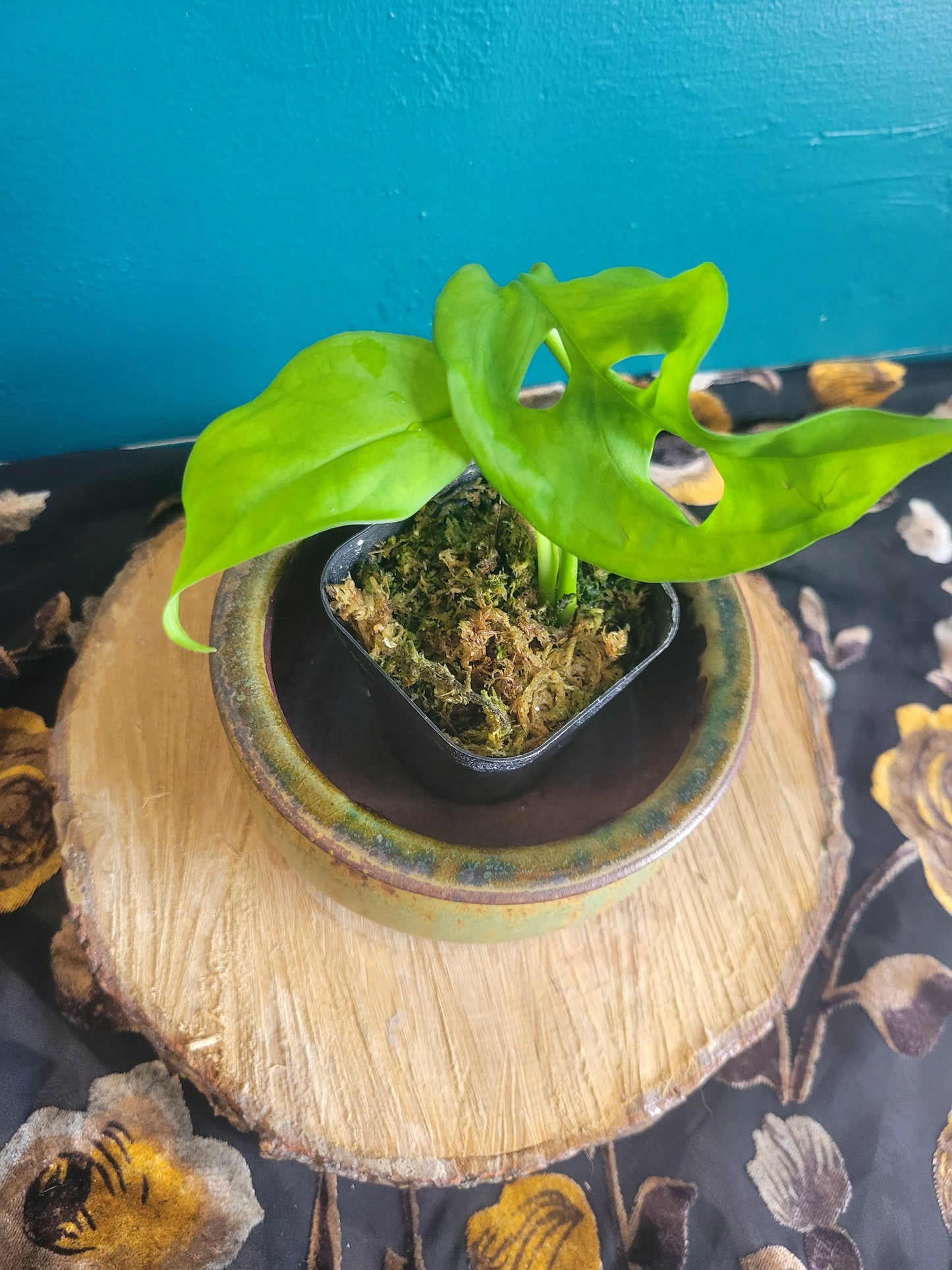 Monstera Esqueleto