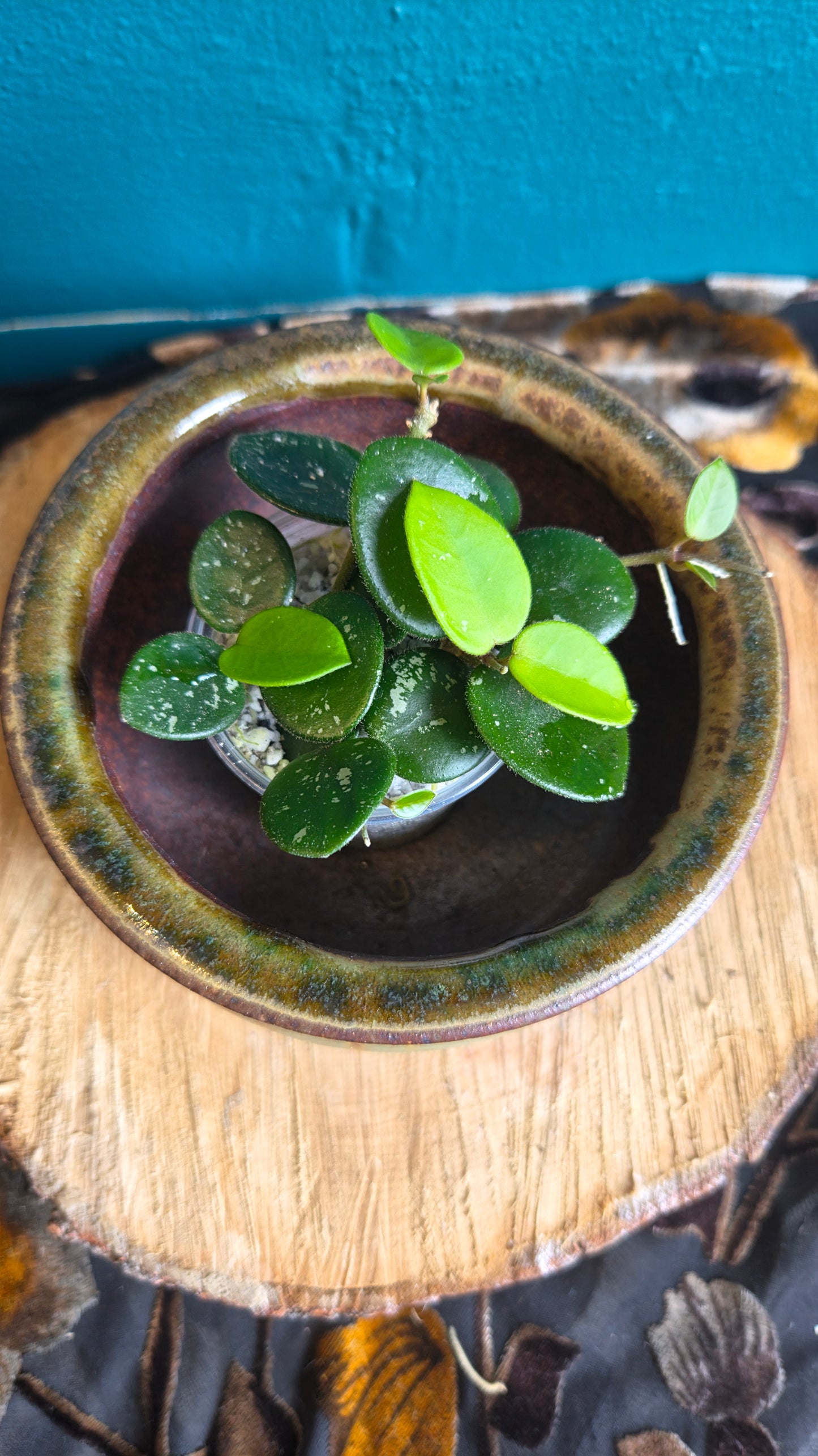 Hoya mathilde
