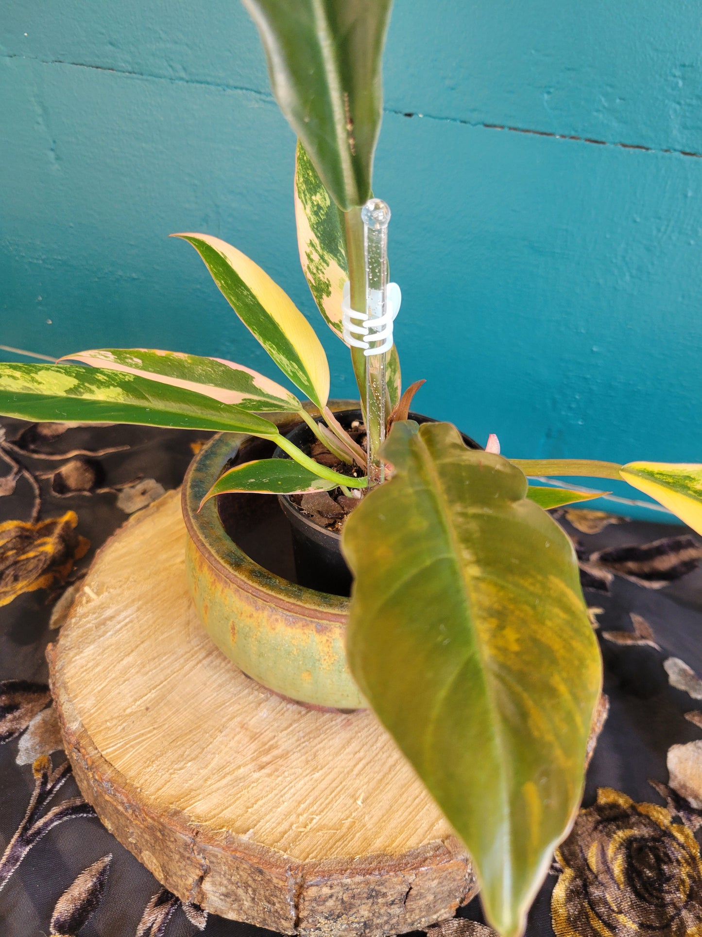 Philodendron Caramel Marble var,