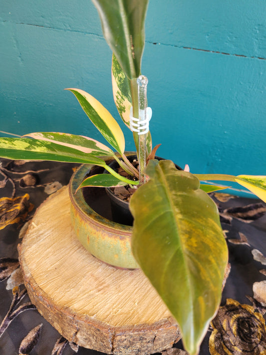 Philodendron Caramel Marble var,