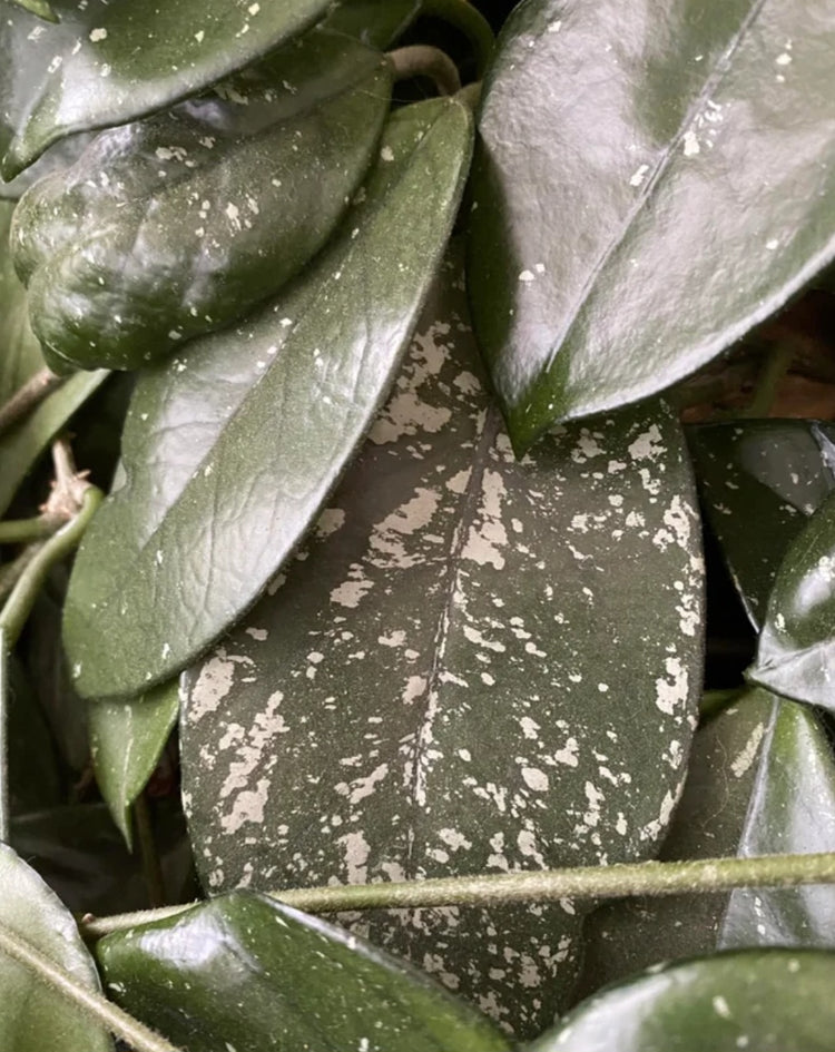Hoya
