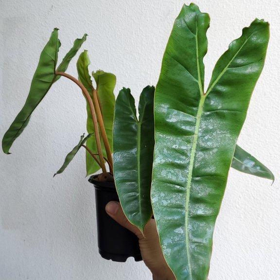 Philodendron