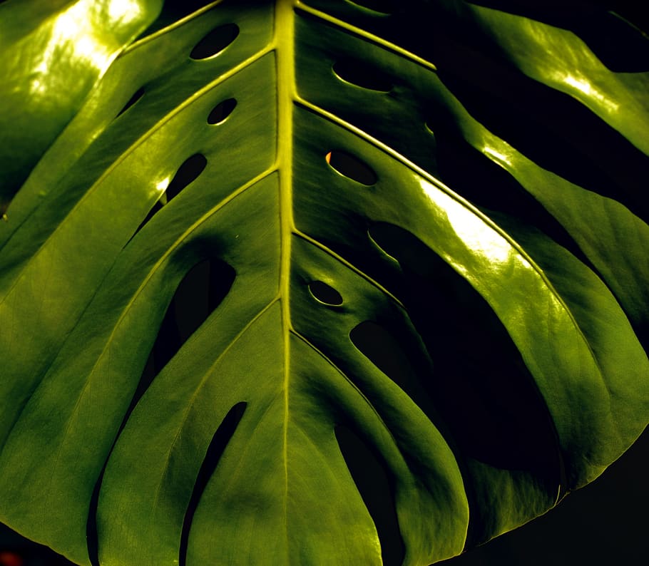 Monstera