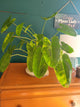 Philodendron burble marx variegated