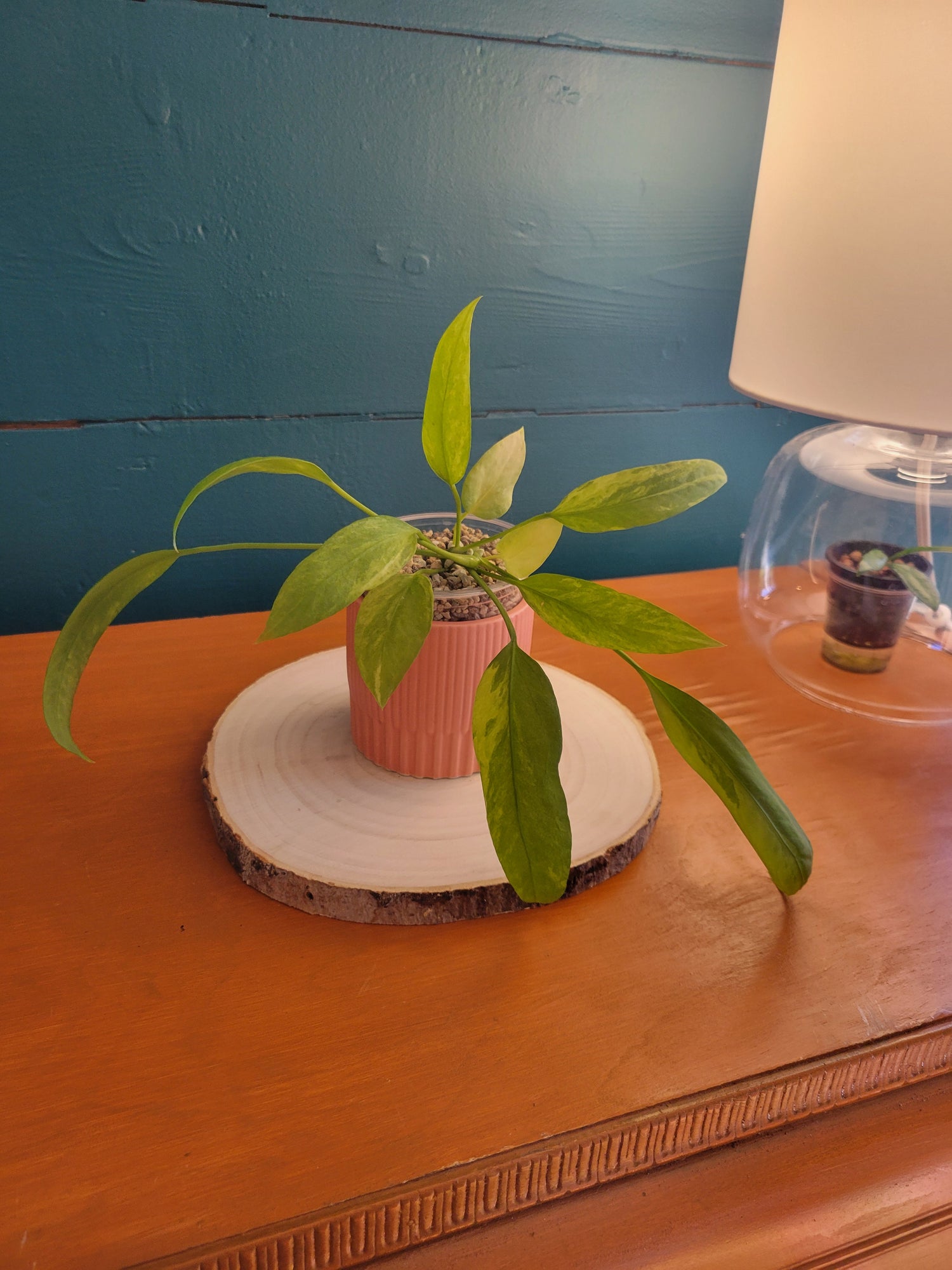 Anthurium Vittarifolium variegated