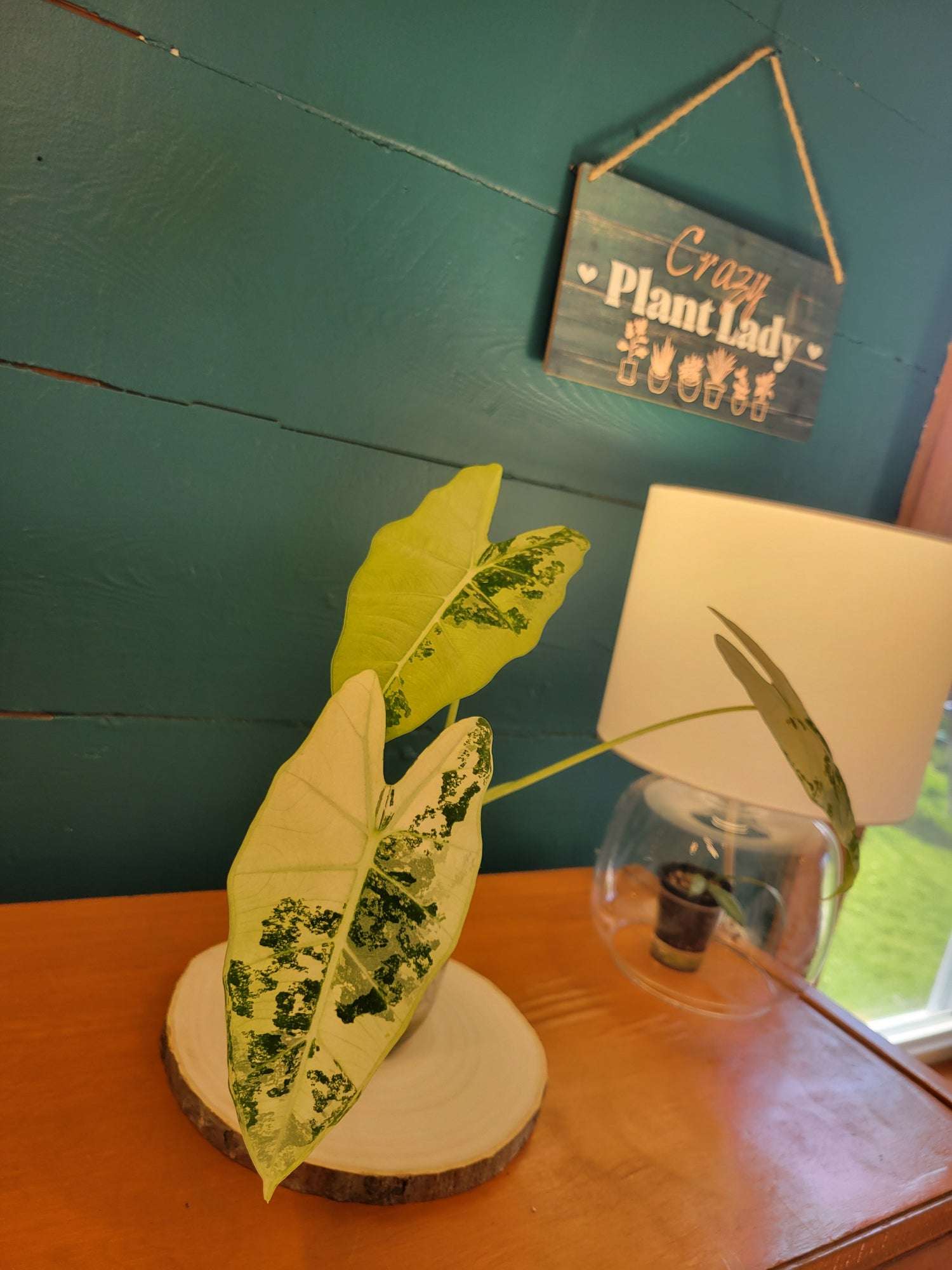 Alocasia fredek variegated