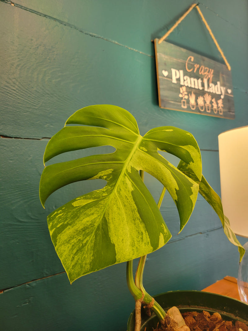 Monstera mint