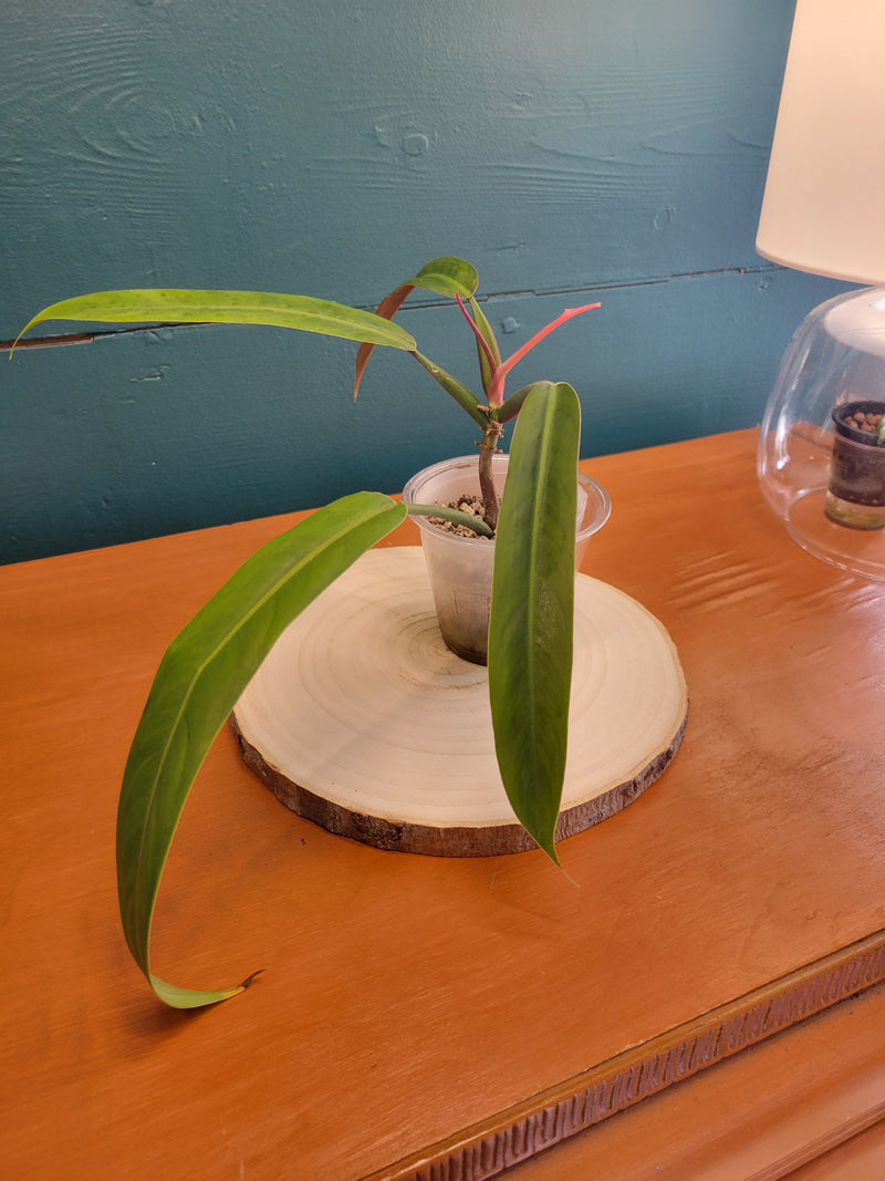 Philodendron tricolor