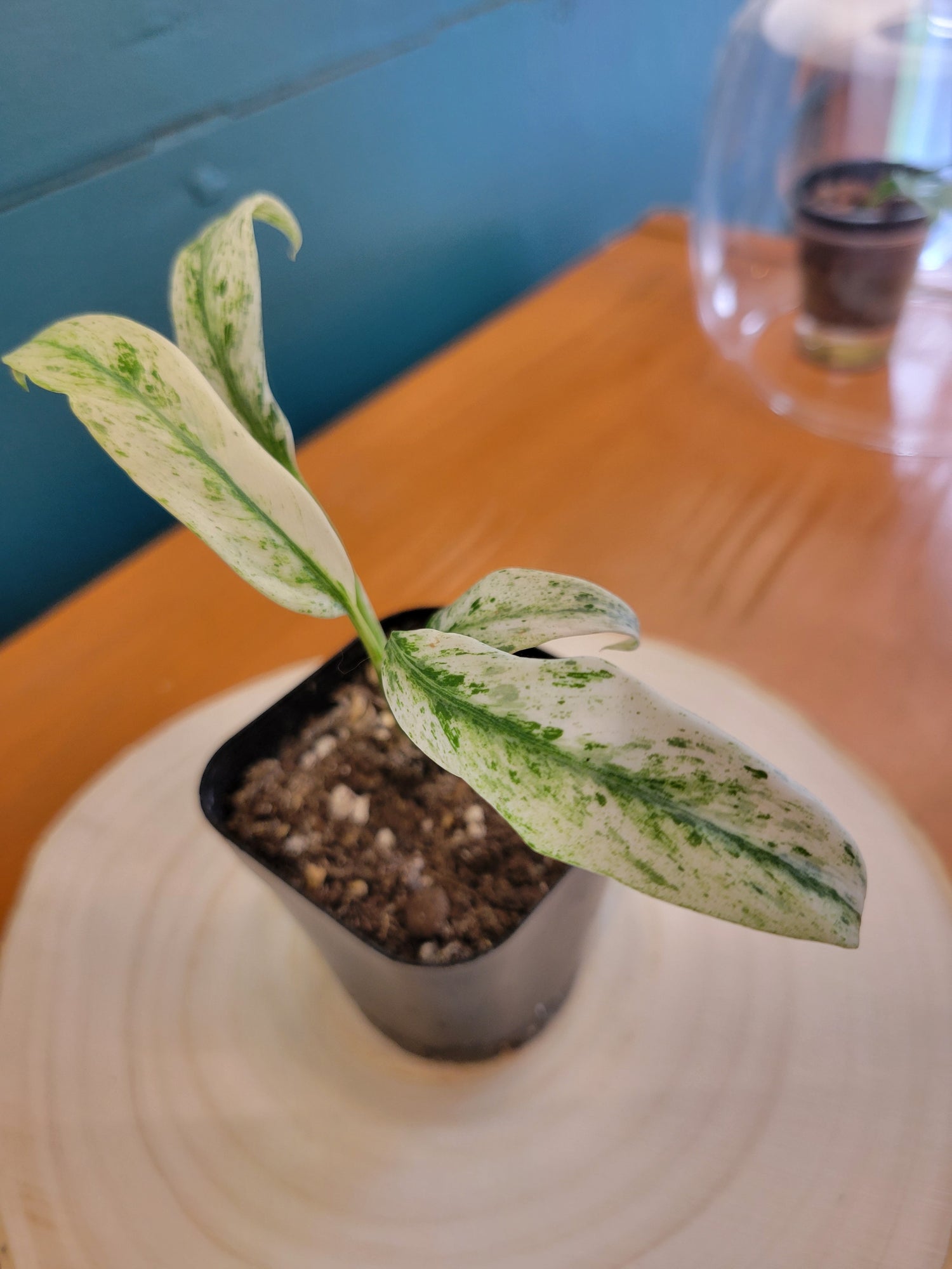 Epipremnum Giganteum variegata