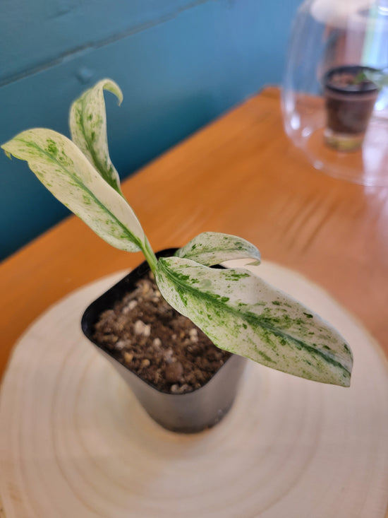 Epipremnum Giganteum variegata