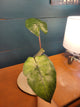 Alocasia Yuncanta Princess Mint