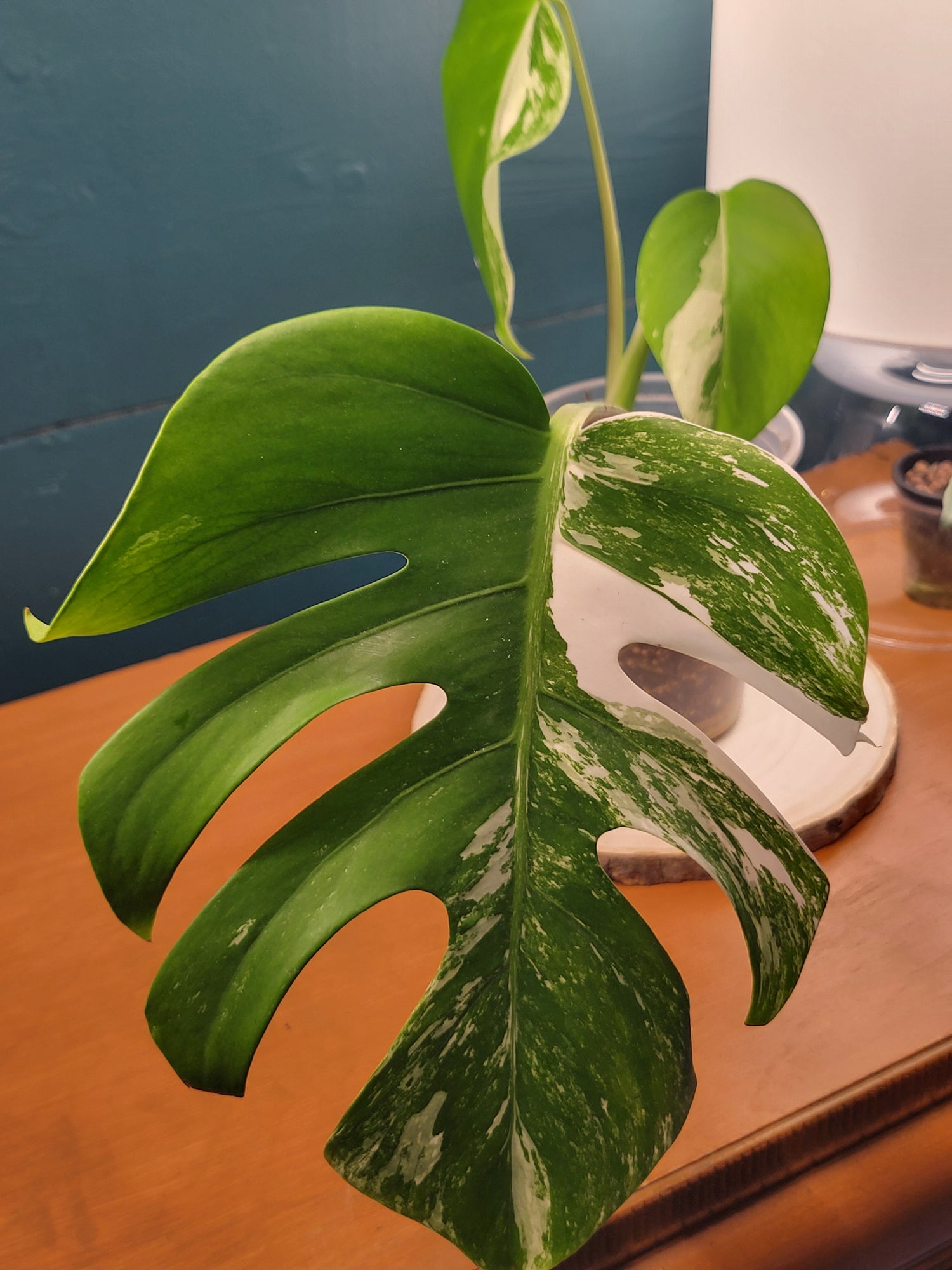 Monstera albo