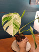 Monstera albo