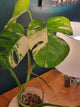 Monstera albo