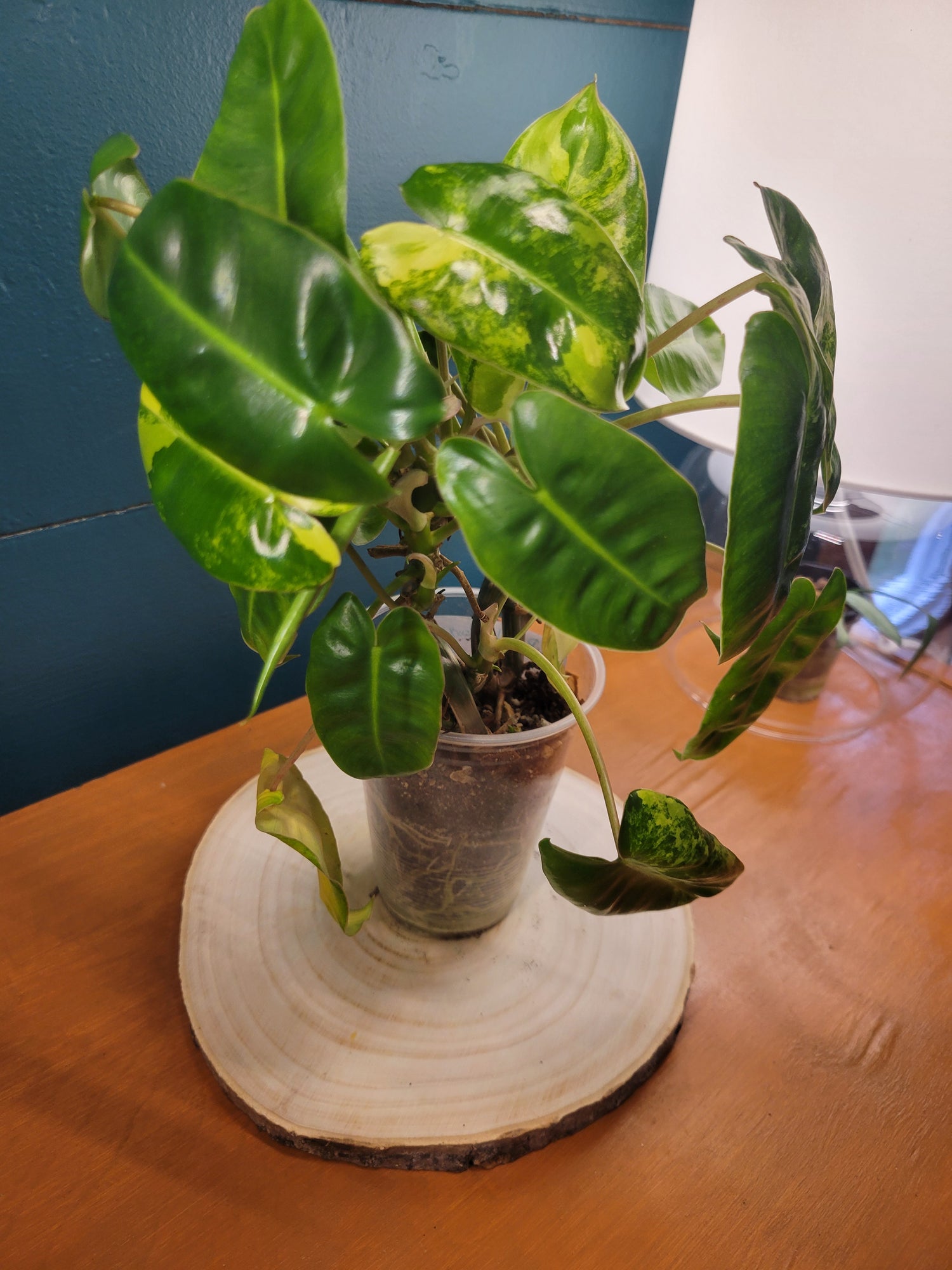 Philodendron burble marx variegated