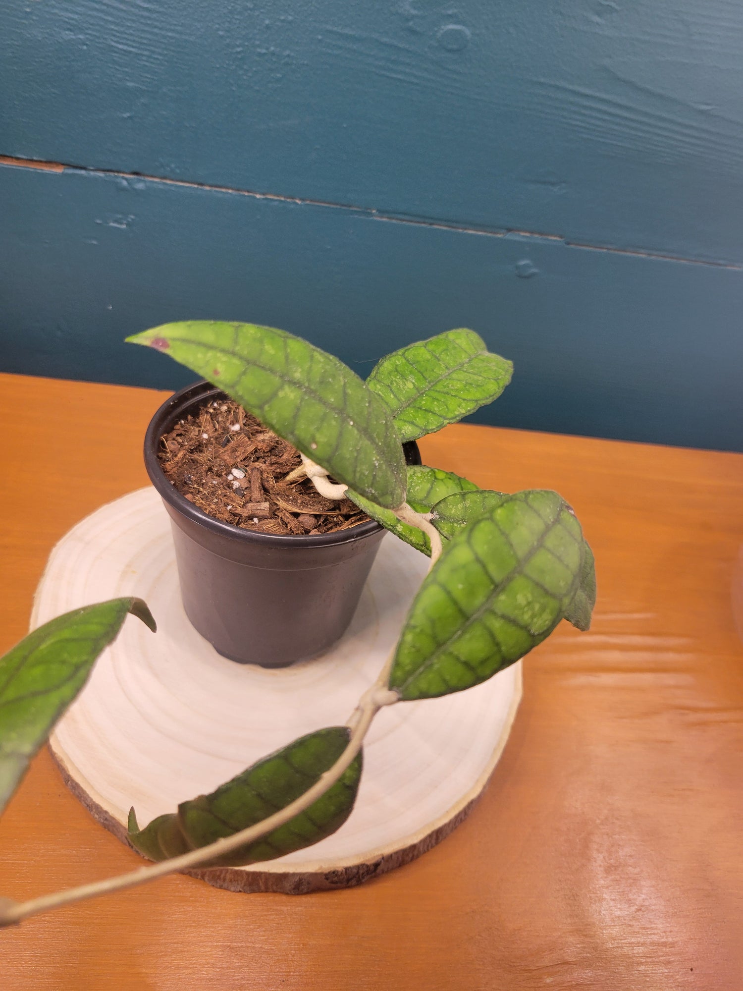 Hoya finlaysonii (long leaf)