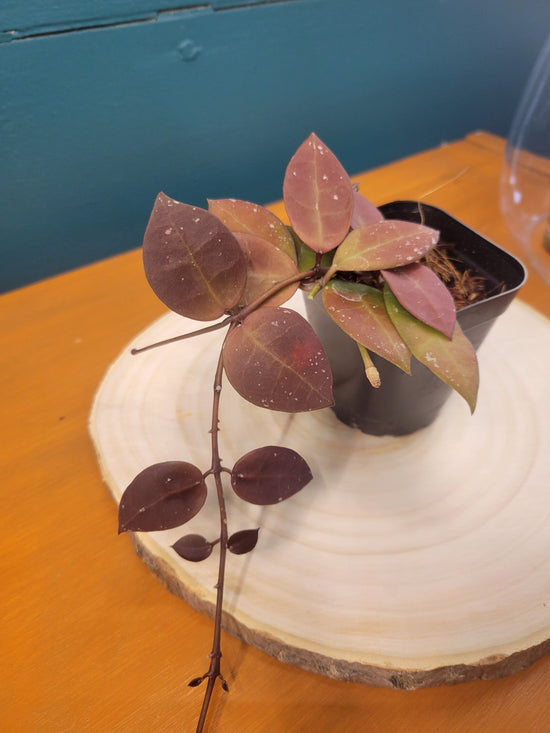 Hoya UT-152