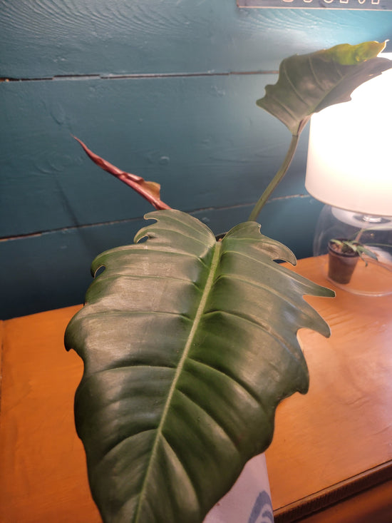 Philodendron caramel
