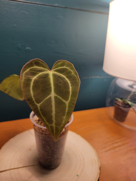 Anthurium Crys x Mag
