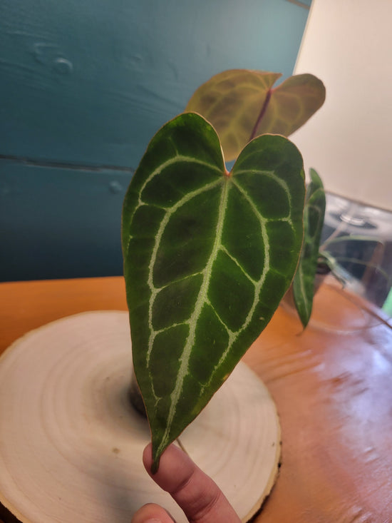 Anthurium Crys x Mag