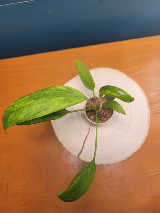 Anthurium vittalifolium variegated