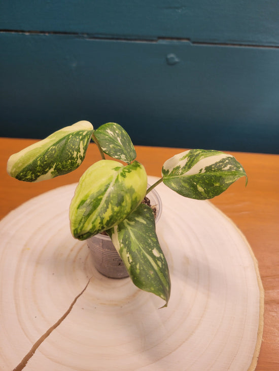 Philodendron gloriosum galaxy variegated