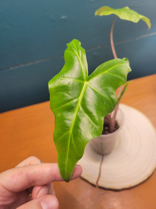 Alocasia Golden Dragon