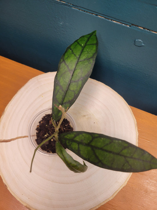 Hoya Callistophylla &