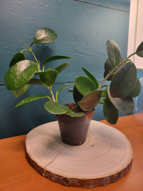 Hoya Australis
