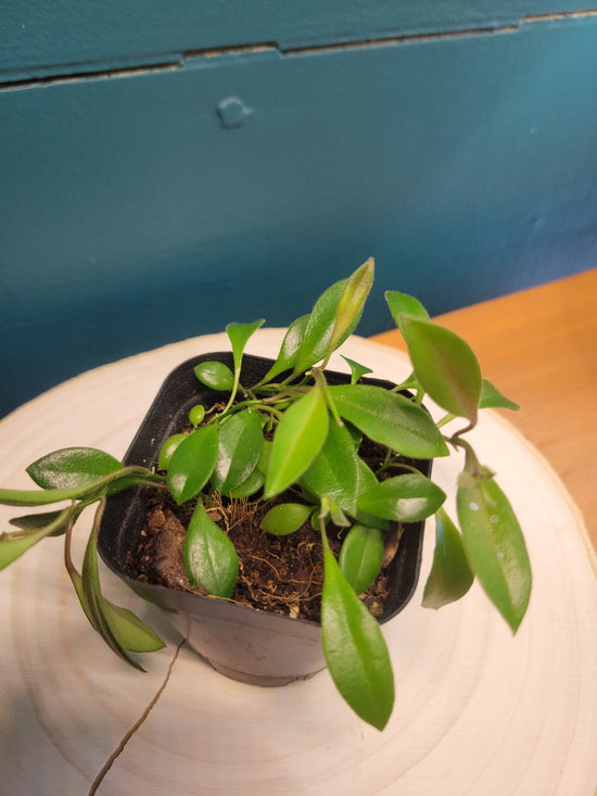 Hoya Parvifolia