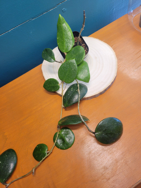 Hoya Mystère