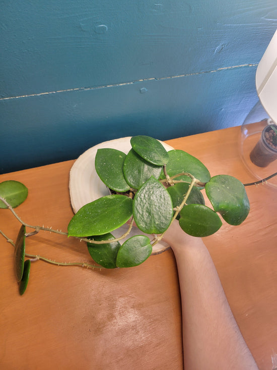 Hoya Mystère