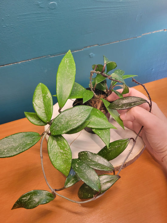 Hoya Pubicalyx