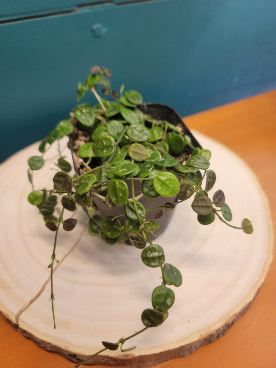 Hoya Serpens Splash