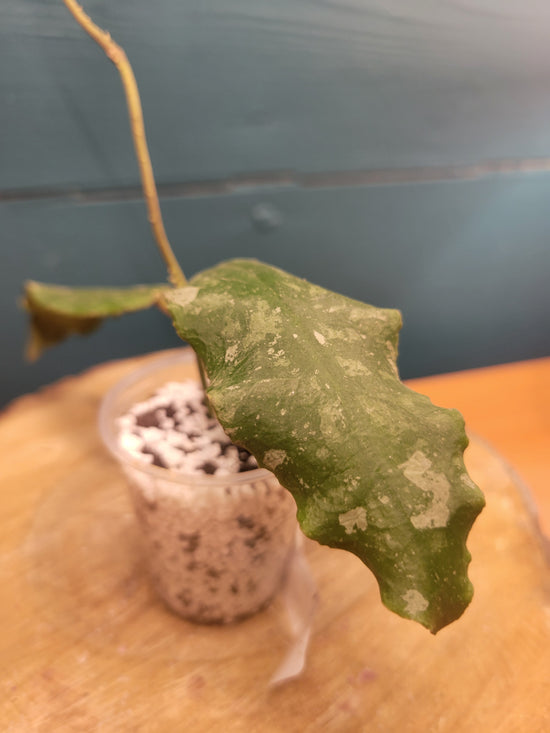 Hoya Undulata Silver Army