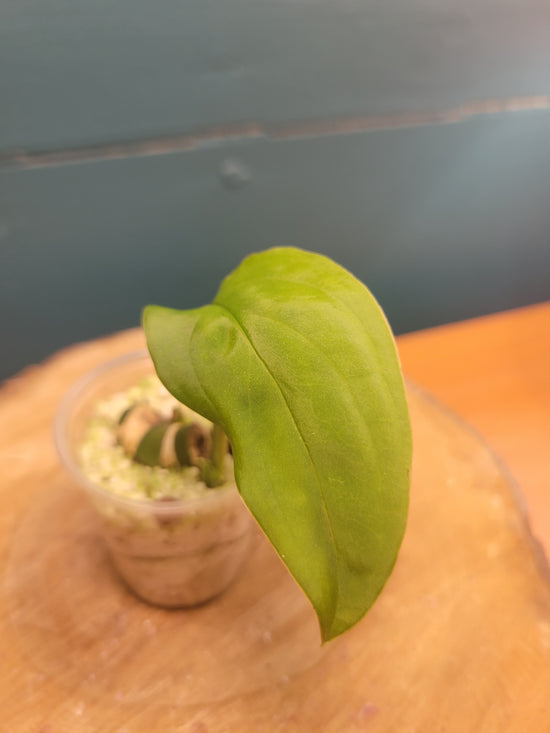 Monstera Esqueletto