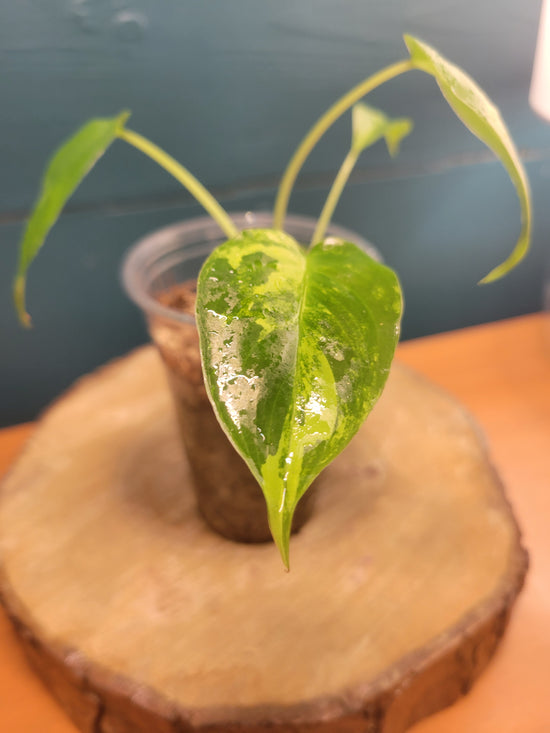 Philodendron burble marx variegated