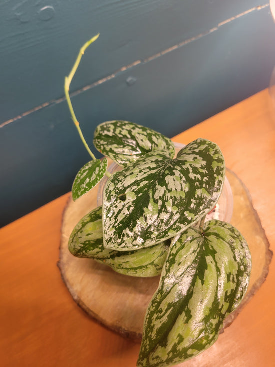 Scindapsus tricolore