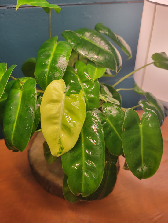 Philodendron Burble Marx low var,