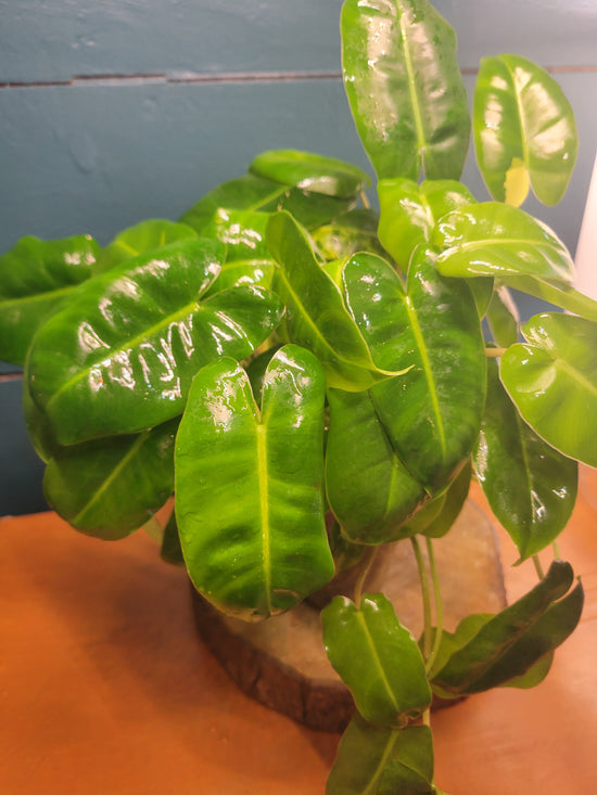 Philodendron Burble Marx low var,