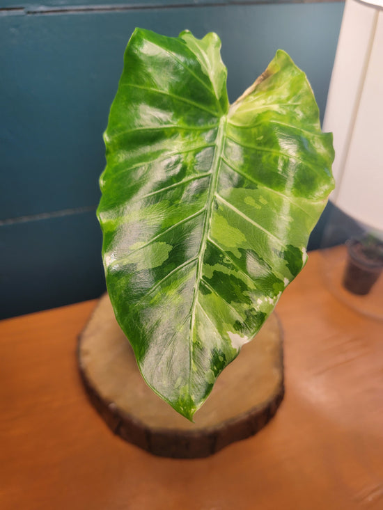 Alocasia Macrorrhiza variegated