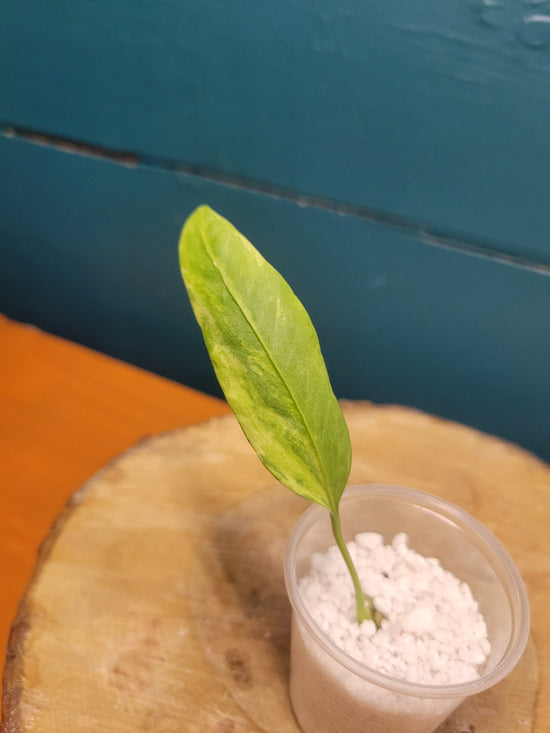 Anthurium Vittarifolium variegated